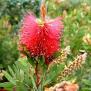 Callistemons Laevis