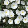 Convolvulus Cneorum