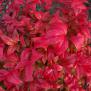 Nandina Domestica Fire Power