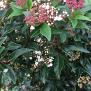 viburnum tinus