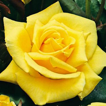 Rosier grimpant landora