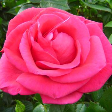 Rosier grimpant le grand huit