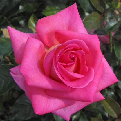 Rosier grimpant parfum royal