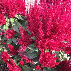 CELOSIA plumosa Bright Sparks Burgundy