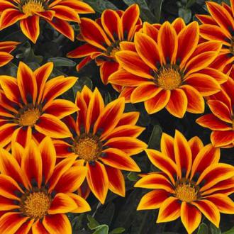 Gazania