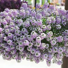 Lobularia