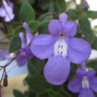 Streptocarpus