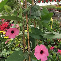 THUNBERGIA alata sunny susy rose sensation